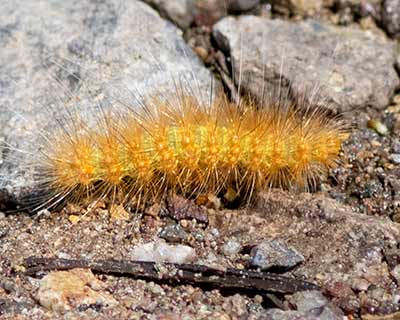 Salt Marsh Moth