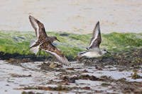 Sanderling