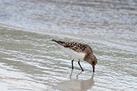 Sanderling