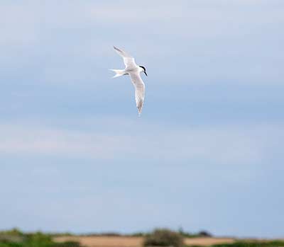 Sandwich Tern