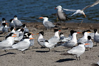 Sandwich Tern