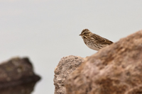 Savannah Sparrow