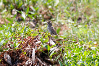 Savannah Sparrow