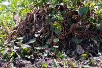 Savannah Sparrow