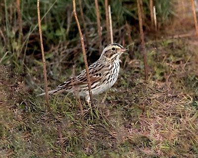 Savannah Sparrow
