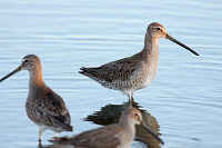 Short-billed Dowitcher