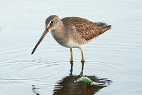 Short-billed/Long-billed Dowitcher