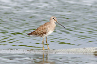 Short-billed/Long-billed Dowitcher