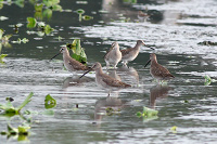 Short-billed/Long-billed Dowitcher