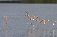 Short-billed/Long-billed Dowitcher