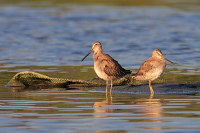 Short-billed/Long-billed Dowitcher
