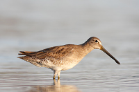 Short-billed Dowitcher