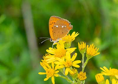 Scarce Copper