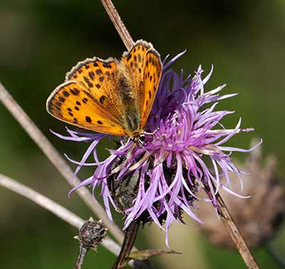 Scarce Copper