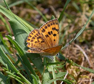 Scarce Copper