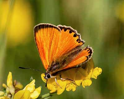 Scarce Copper