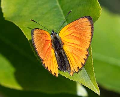 Scarce Copper