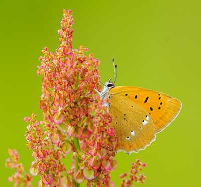 Scarce Copper