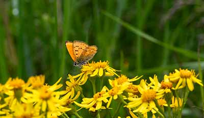 Scarce Copper