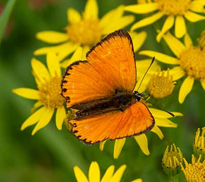 Scarce Copper