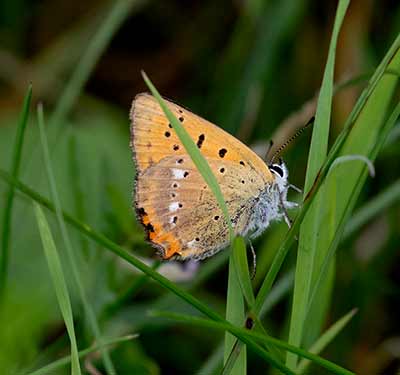 Scarce Copper