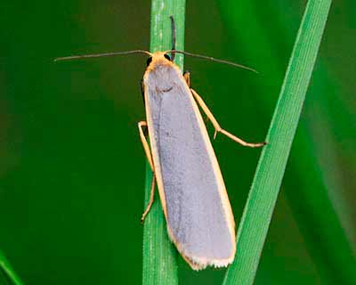 Common Footman