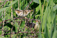 Sedge Warbler