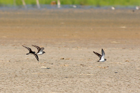 Semipalmated Plover