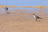 Semipalmated Plover