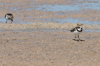 Semipalmated Plover