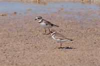 Semipalmated Plover