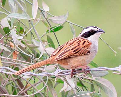 Stripe-headed Sparrow