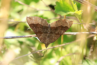 Shaded Broad-bar