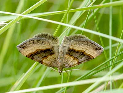 Shaded Broad-Bar