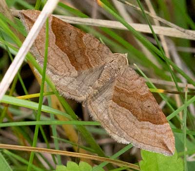 Shaded Broad-Bar