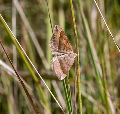 Shaded Broad-bar