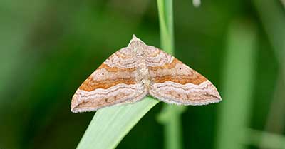 Shaded Broad-Bar