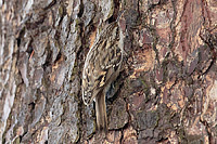 Short-toed Treecreeper