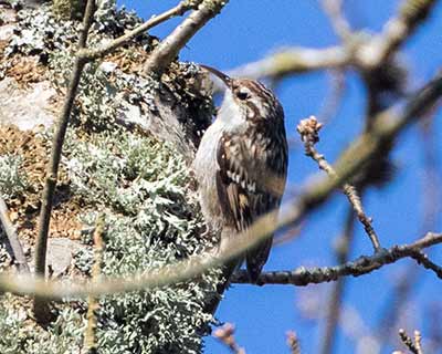 Short-toed Treecreeper