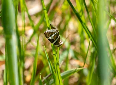 Silver Barred