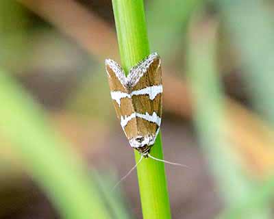 Silver Barred
