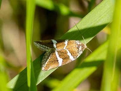 Silver Barred