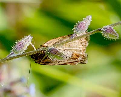 Silver Barred