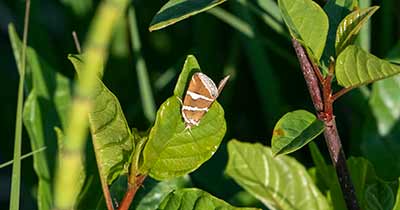 Silver Barred