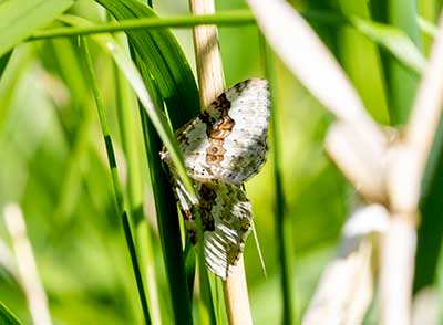 Silver-ground Carpet