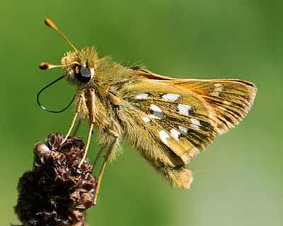 Silver-spotted Skipper