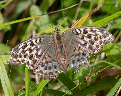 Silver-washed Fritillary