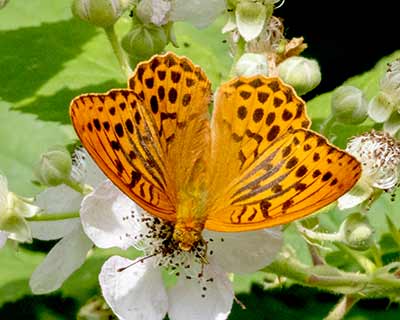 Silver-washed Fritillary