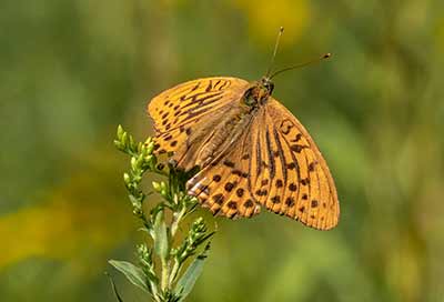 Silver-washed Fritillary