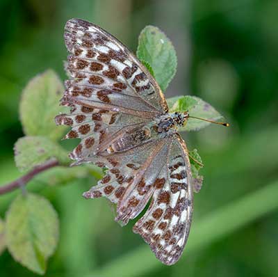 Silver-washed Fritillary